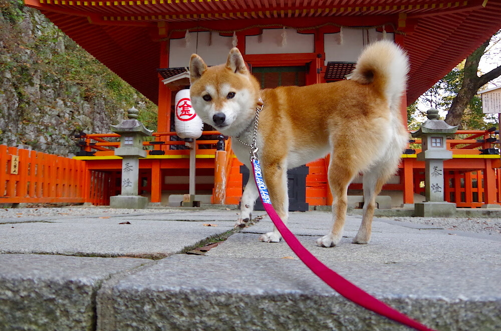 金球交汇之地,当埃及神像提前终结悬念,迪马利亚之刃持续淬火