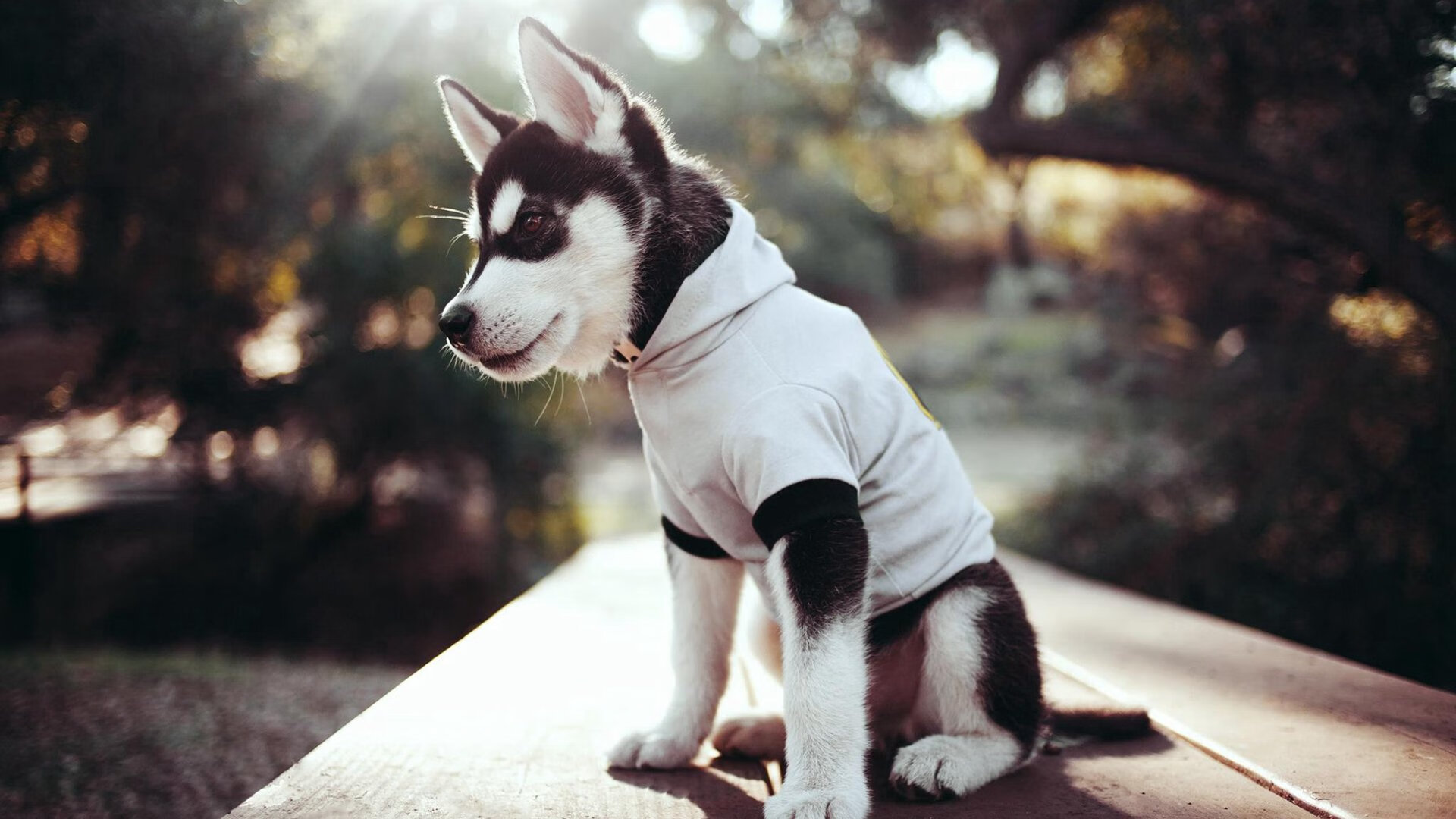 开云体育-当快船强压广东队，平行时空的镜像对决与马克西的终极蜕变