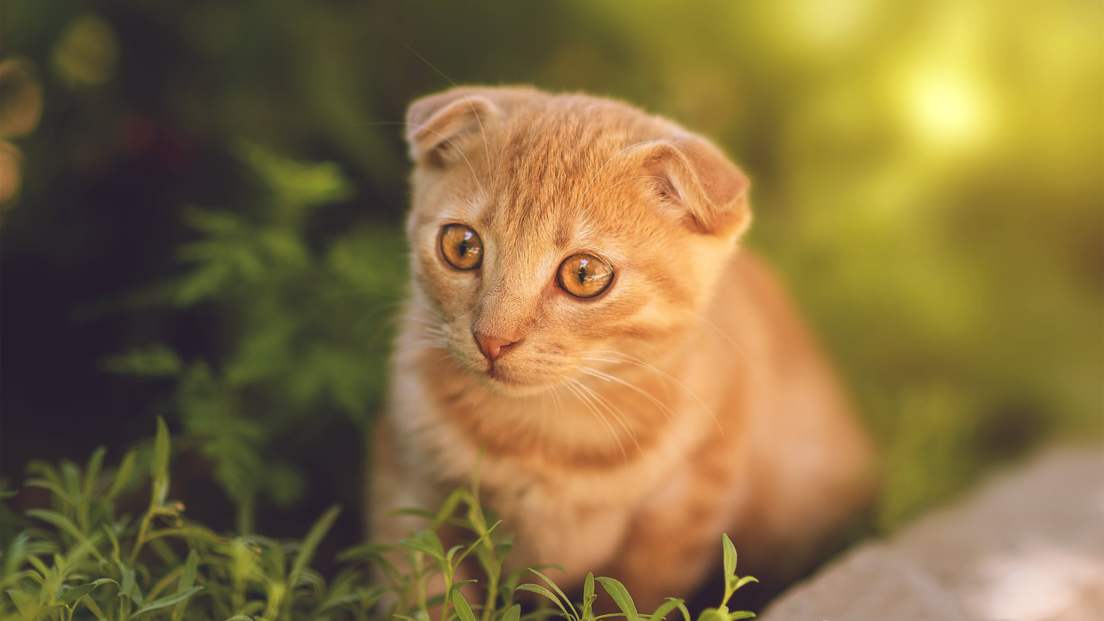 防守的艺术,范戴克的铁壁与沙漠的风—当领袖爆发遇上历史性的强压