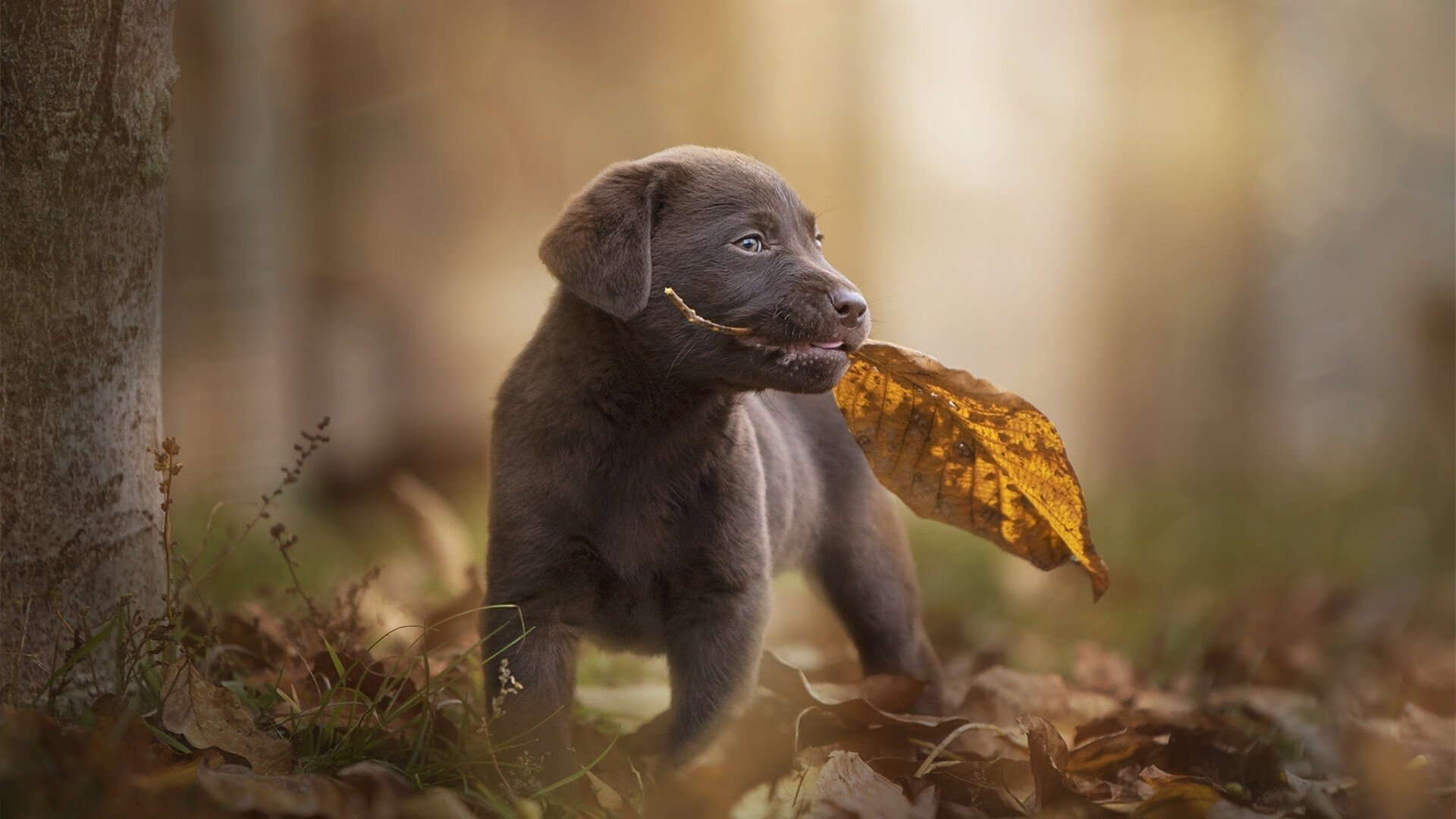 总决赛G7,卢卡库被犯规次数多于库里,一场错位时空的梦幻救赎