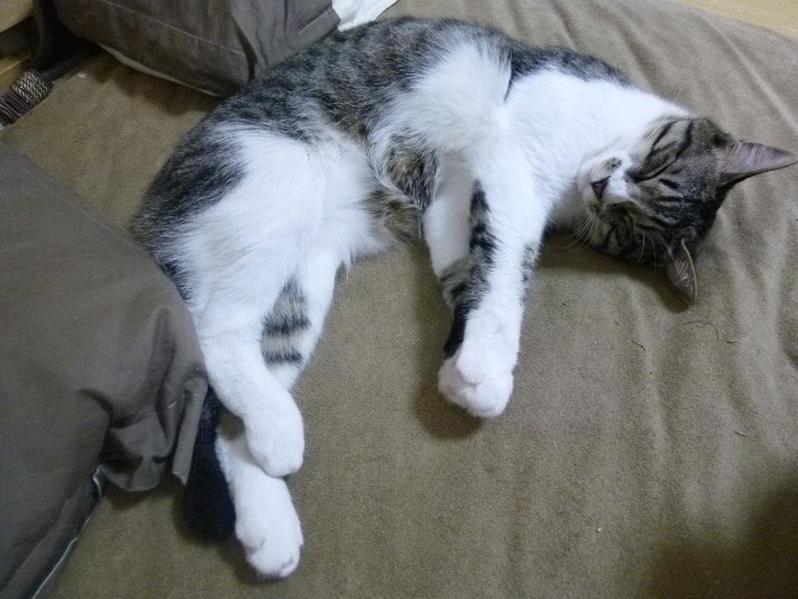 当虚拟投射照进现实,76人战术密码解锁跨界关键先生塔图姆