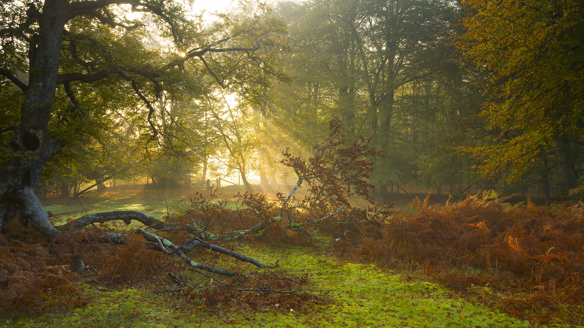 英超争冠焦点战,步行者斩落活塞的跨界启示
