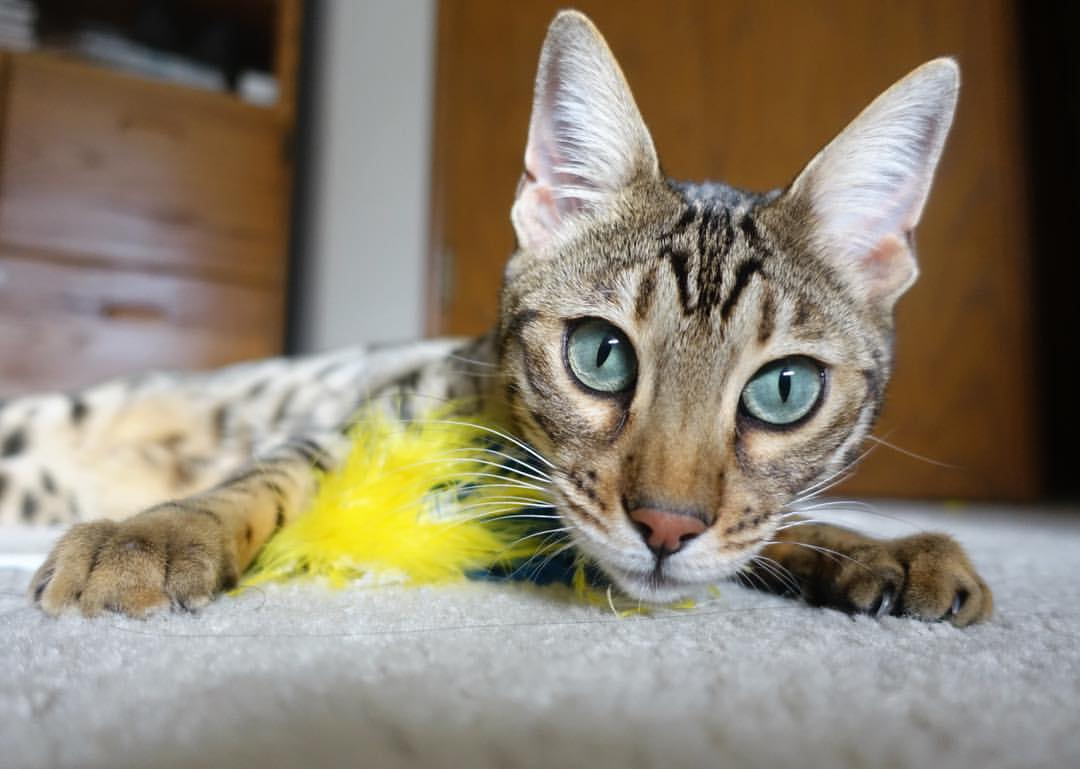 跨洲际对决引爆眼球！塔图姆加时致命一击助篮网险胜吉林