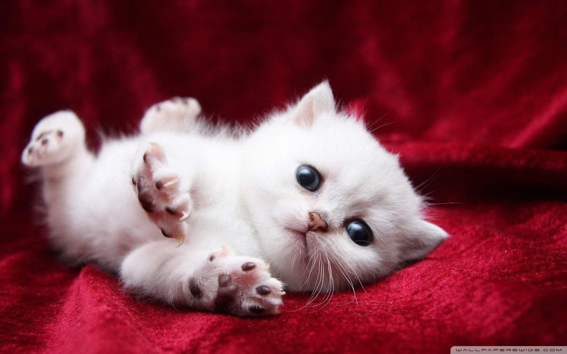 开云体育官网-跨越大陆的一击