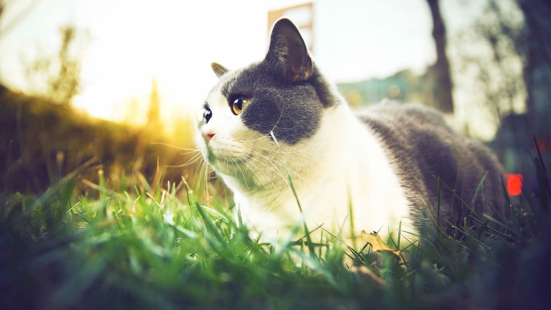 红牛防守筑铁壁，凯塞多末节刺穿拜仁—战术纪律与个人英雄主义的完美结合