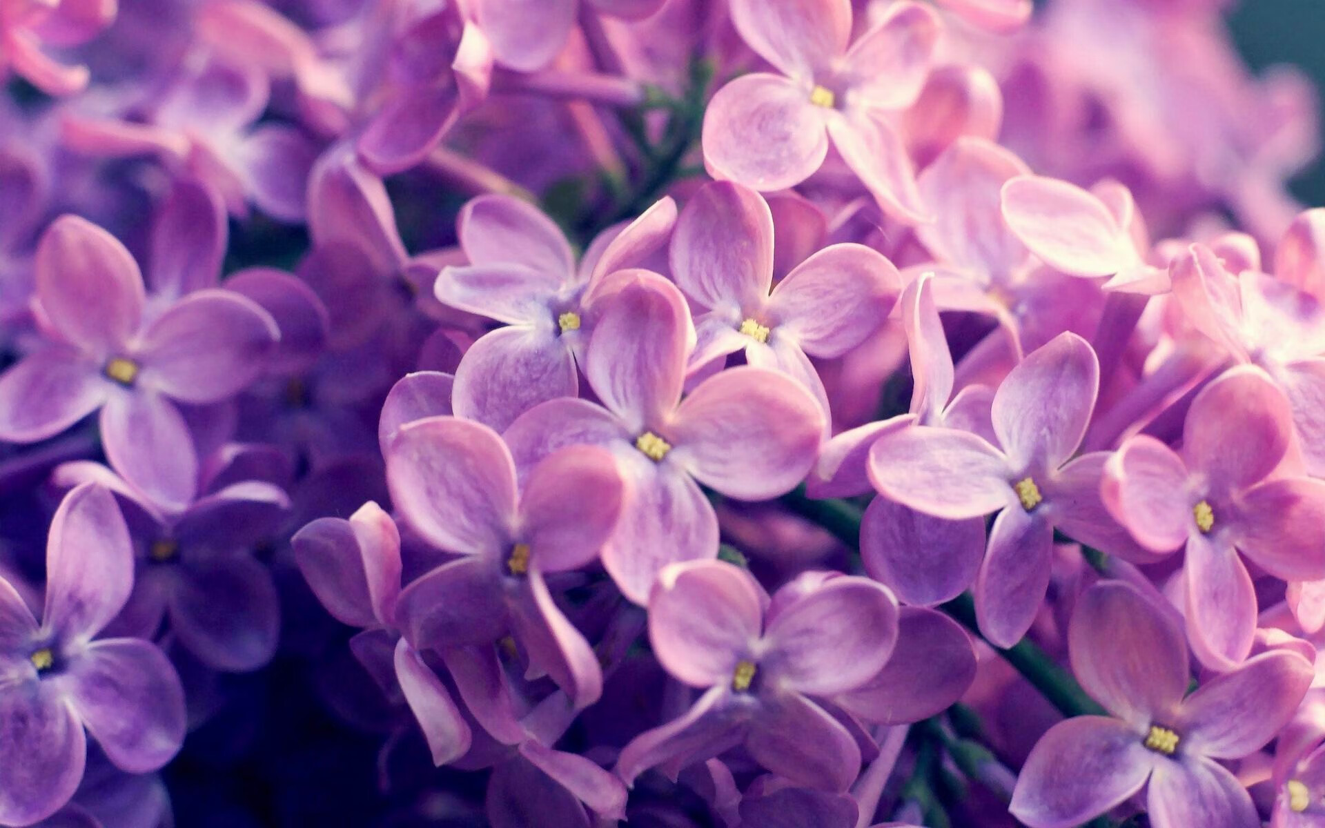 霍勒迪独奏广厦凯歌,个人能力诠释团队胜利,力克步行者