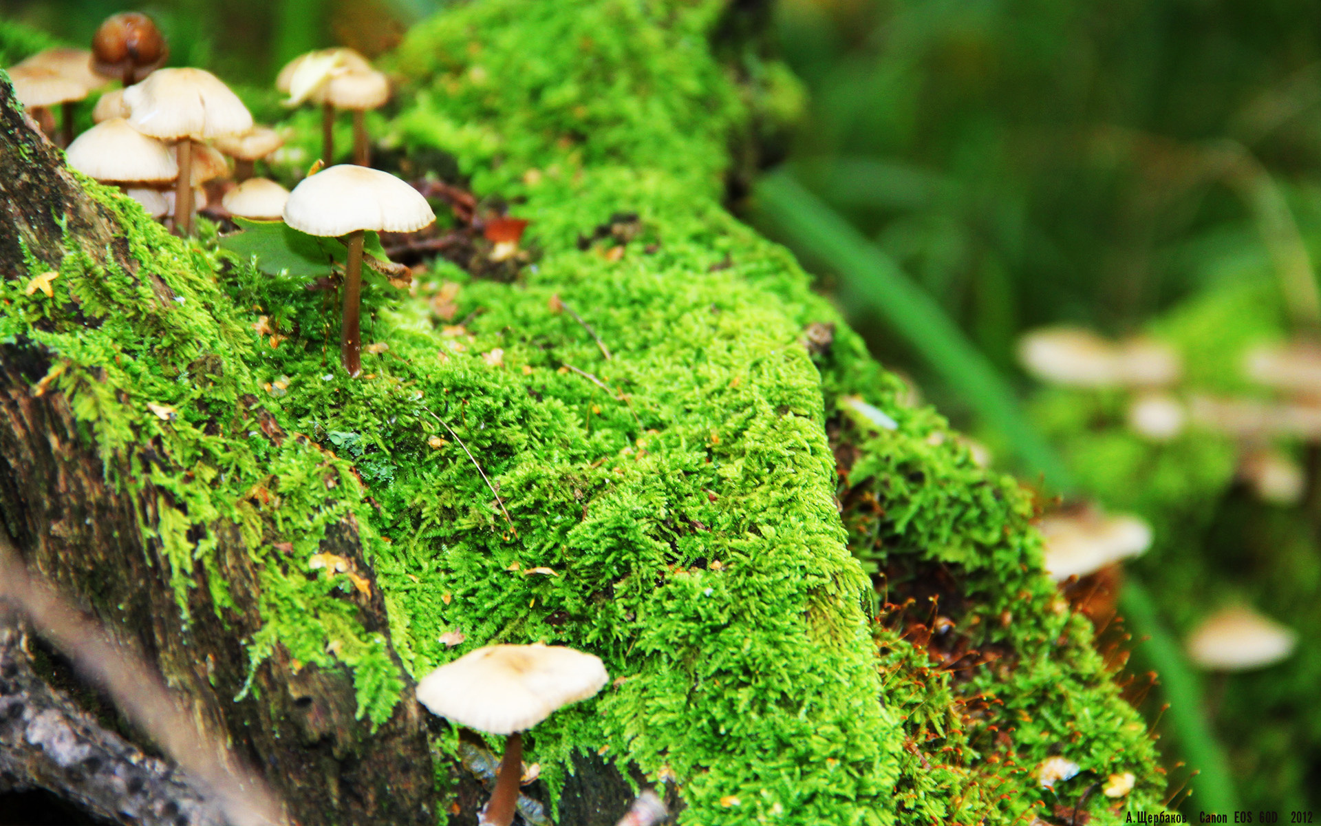 看到这个组合,我脑海中瞬间浮现出几个极具张力的标题方向,最终我选择下面这个,因为它最能承载你关键词中的戏剧感和唯一性