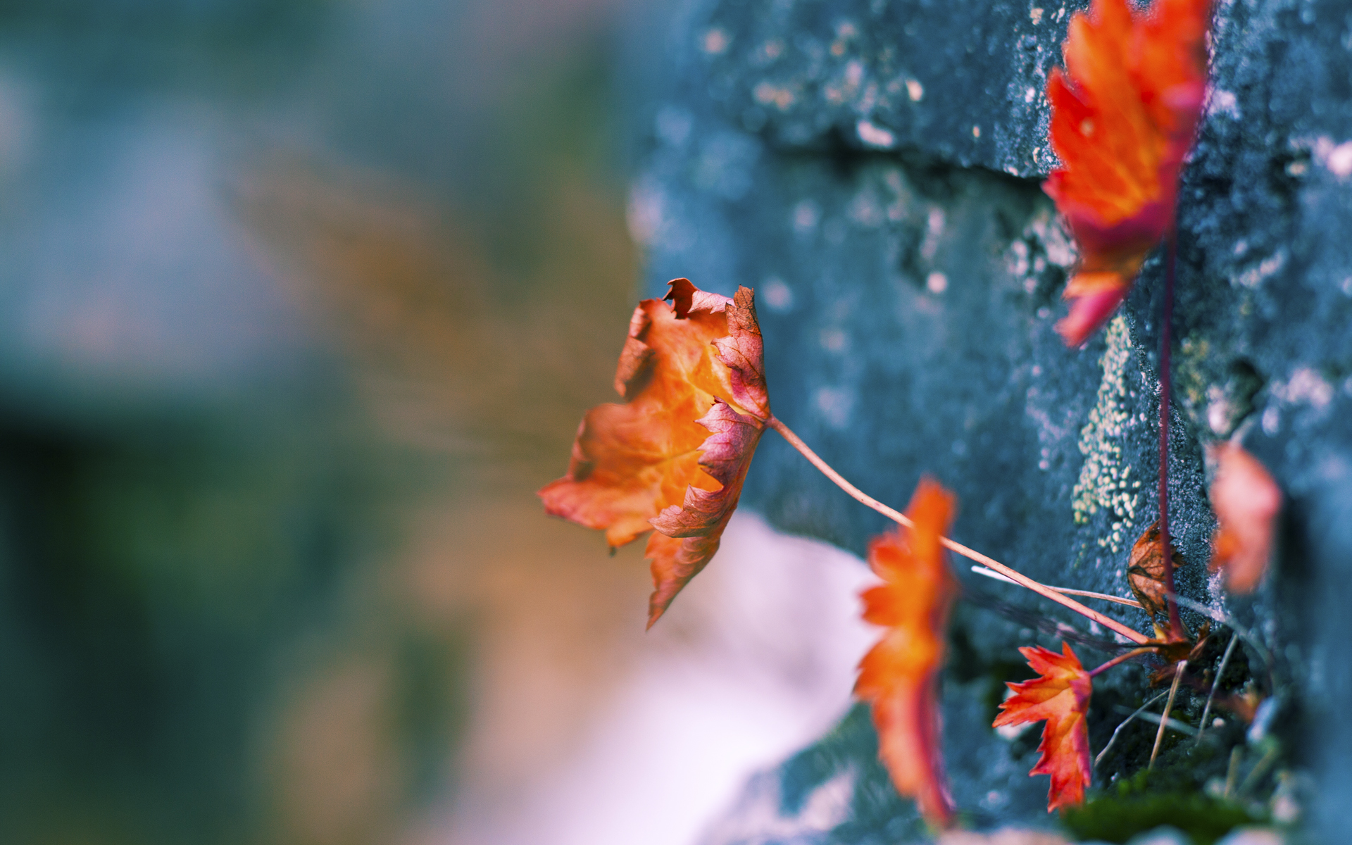 他像手术刀般肢解魔术防线，克里斯·保罗彻底打爆防守体系的三个层次