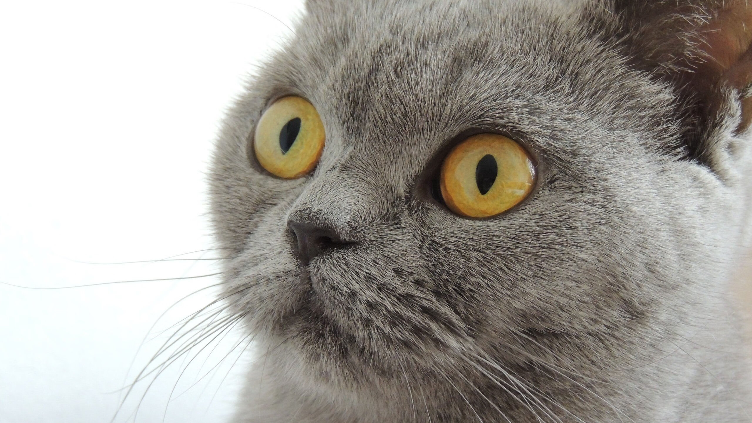 开云体育登录-血染战袍，刀锋所指—利拉德44分演绎现代篮球杀伤美学