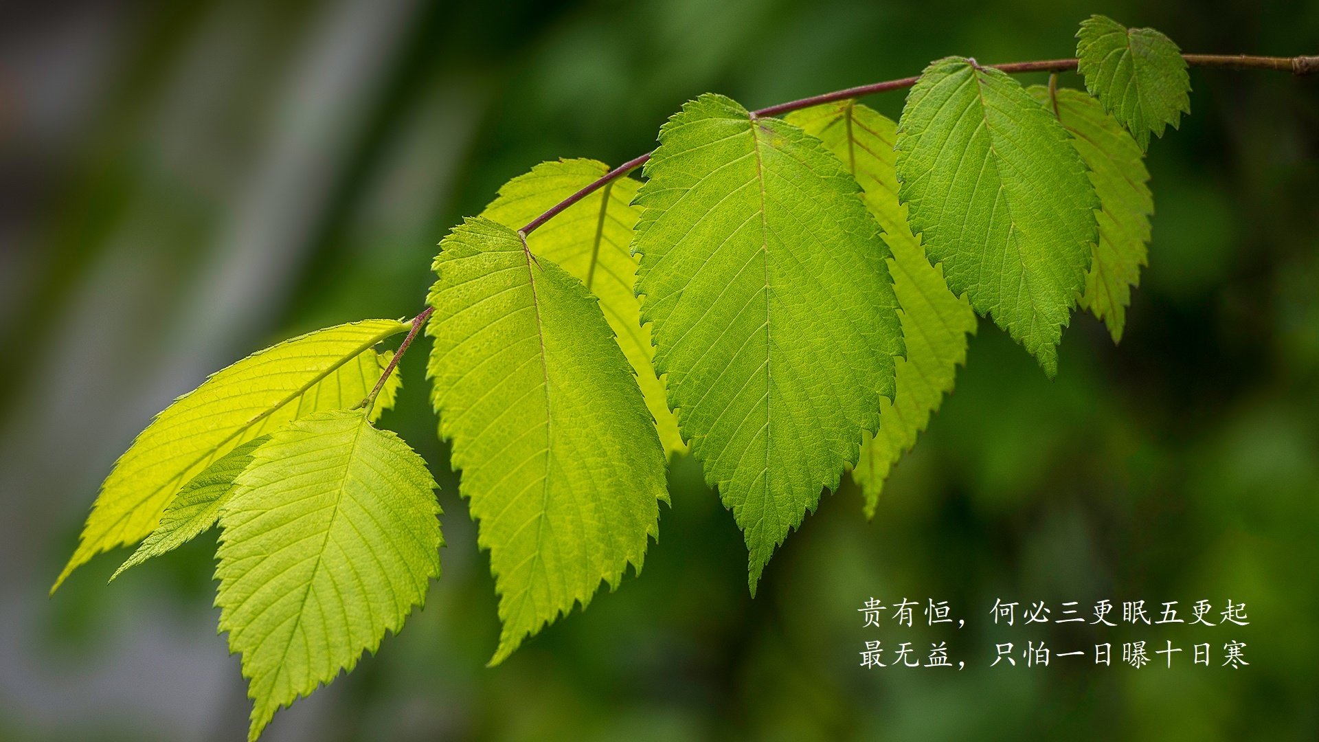 镁光灯下的独舞，克瓦拉茨赫利亚于世界排名争夺战之夜加冕