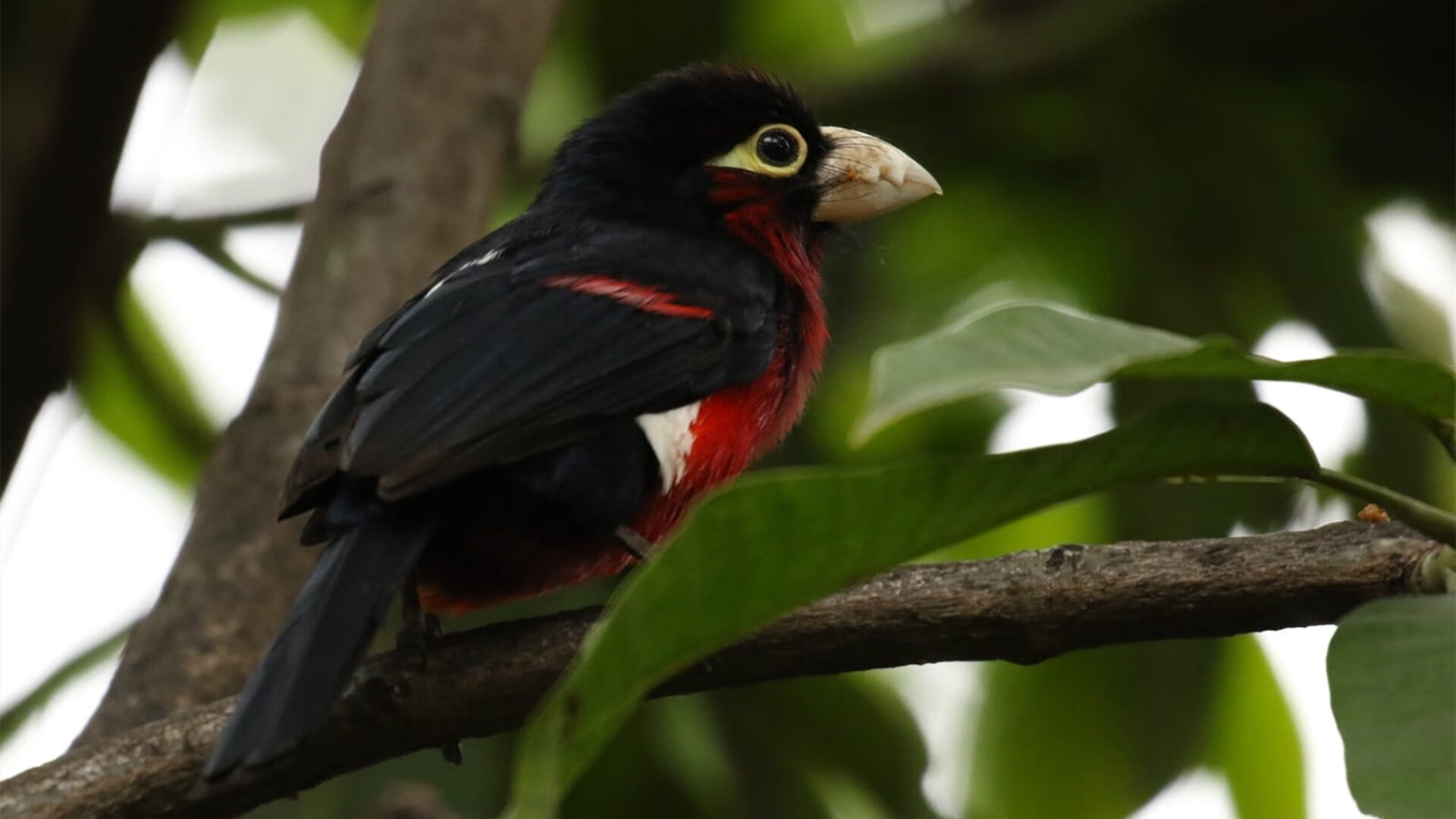 临界时刻，布达佩斯之夜的碎片与荣光—记2026世界杯生死战，匈牙利1:0伊朗