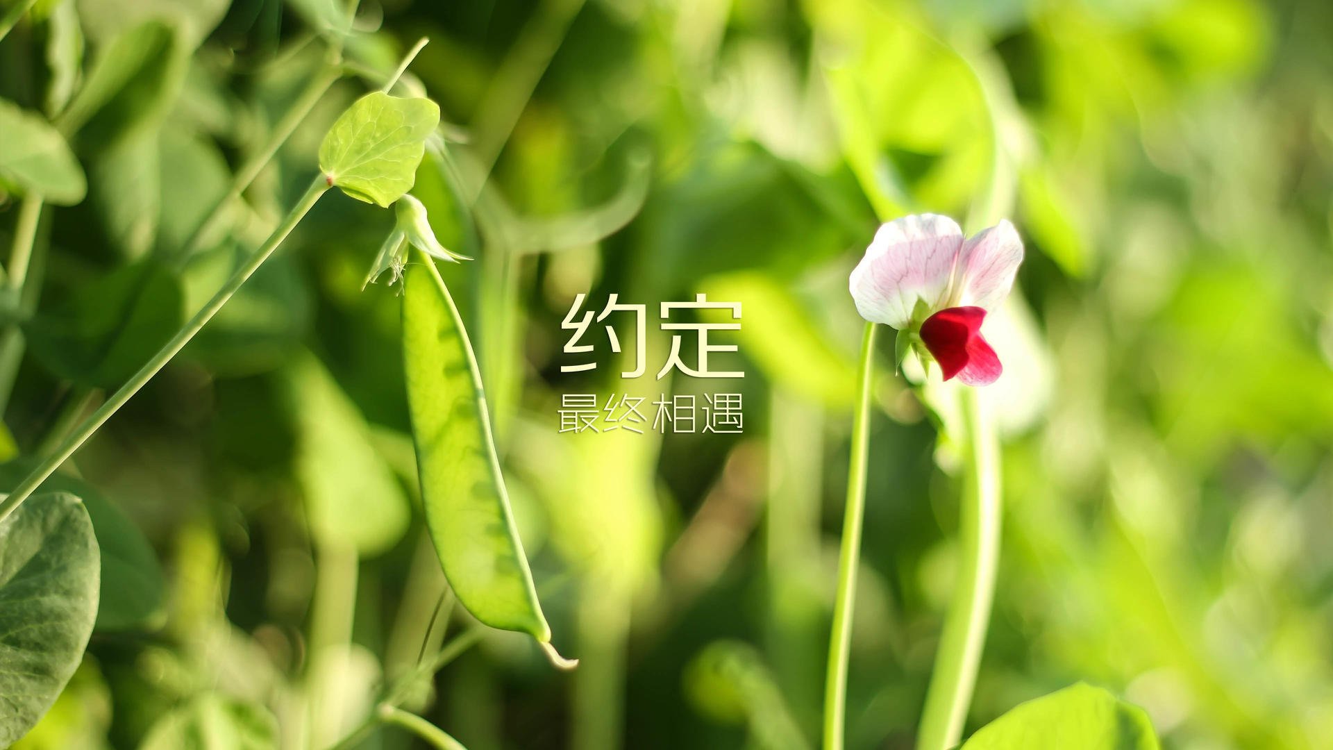 开云sport-2026世界杯小组赛唯一史诗，萨卡—美伊大战中的孤独英雄